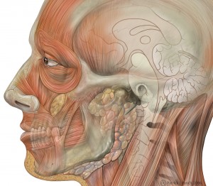 innerface1